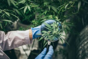 Cannabis Science & Research